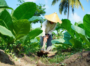 Panen Tembakau di Jawa Timur Diprediksi Mundur Akibat Anomali Cuaca