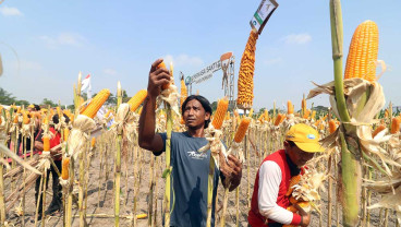 Syngenta Indonesia Meluncurkan Jagung Hibrida Berteknologi Tinggi NK Perkasa Sakti