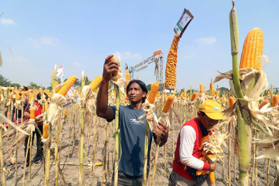 Syngenta Indonesia Meluncurkan Jagung Hibrida Berteknologi Tinggi NK Perkasa Sakti