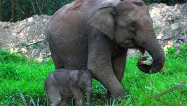 Lahan Bekas Kebun Sawit Ilegal di Taman Nasional Tesso Nilo Mulai Dihijaukan Kembali