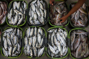 KKP Terbitkan Peraturan Terkait Penerapan Standar Bahan Baku Pengolahan Ikan