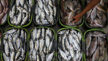 KKP Terbitkan Peraturan Terkait Penerapan Standar Bahan Baku Pengolahan Ikan
