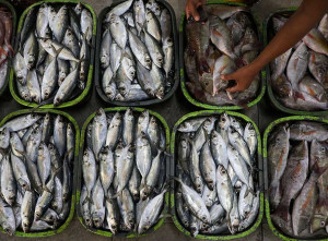 KKP Terbitkan Peraturan Terkait Penerapan Standar Bahan Baku Pengolahan Ikan