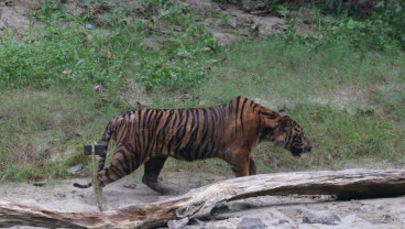 Bayi Harimau Sumatra Berusia Satu Minggu Mati di TMSBK Bukittinggi, BKSDA Ungkap Penyebabnya
