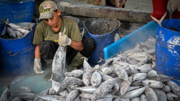 Pendapatan Indonesia Dari Sektor Perikanan Pesisir dan Laut Telah Mencapai Rp116 triliun