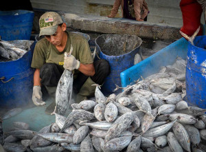 Pendapatan Indonesia Dari Sektor Perikanan Pesisir dan Laut Telah Mencapai Rp116 triliun
