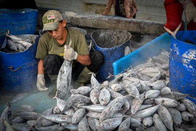 Pendapatan Indonesia Dari Sektor Perikanan Pesisir dan Laut Telah Mencapai Rp116 triliun
