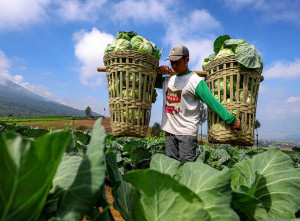 BPS Mencatat Nilai Tukar Petani Pada Juni 2025 Naik 0,47%