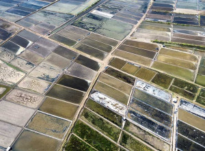 Petani Garan di Pasuruan Tidak Menggarap Tambaknya Karena Tingganya Curah Hujan