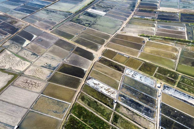 Petani Garan di Pasuruan Tidak Menggarap Tambaknya Karena Tingganya Curah Hujan