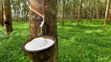 Gapkindo Sumut Respons Rencana Kementan Konversi 2,7 Juta Ha Lahan Karet Jadi Sawit