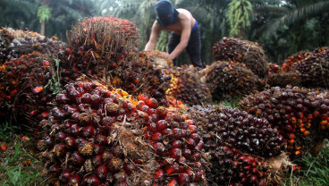Harga TBS Sawit Sumut Hari Ini (3/7) Naik Tipis, Tertinggi Rp3.269,54 per Kilogram