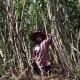 Catat! Skema Baru KUR Petani Tebu, Pekerja Migran hingga Perumahan