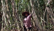 Catat! Skema Baru KUR Petani Tebu, Pekerja Migran hingga Perumahan
