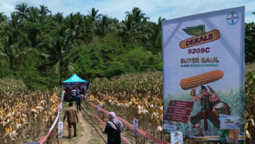 Memacu Potensi Perkebunan Jagung Boalemo
