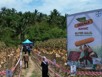 Memacu Potensi Perkebunan Jagung Boalemo