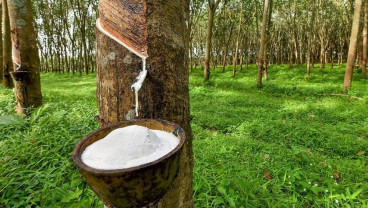 Petani Sumsel Masih Andalkan Komoditas Karet, Ini Alasannya