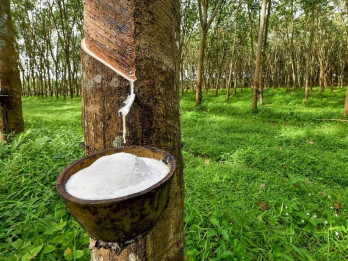 Petani Sumsel Masih Andalkan Komoditas Karet, Ini Alasannya