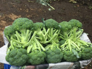 Simak 4 Makanan Bantu Cegah Risiko Kanker