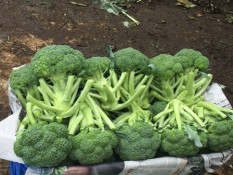 Simak 4 Makanan Bantu Cegah Risiko Kanker
