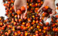 Indonesia’s Palm Oil Exports to U.S. Face Crucial 9 July Deadline