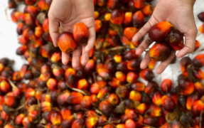 Indonesia’s Palm Oil Exports to U.S. Face Crucial 9 July Deadline