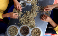 Prospek Panen Membaik, Harga Kopi Terus Melandai?