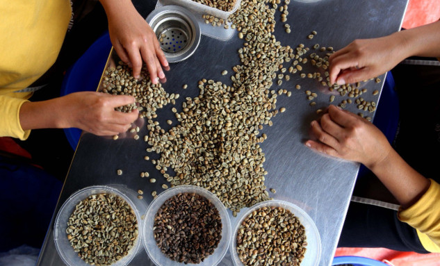 Prospek Panen Membaik, Harga Kopi Terus Melandai?