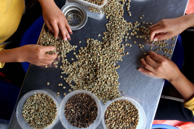 Prospek Panen Membaik, Harga Kopi Terus Melandai?