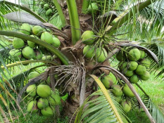 Terbitkan Perda, Halmahera Utara Ingin Bangun Industri Kelapa