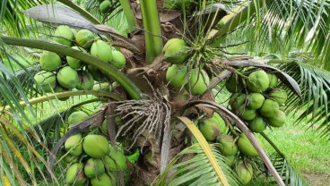 Terbitkan Perda, Halmahera Utara Ingin Bangun Industri Kelapa