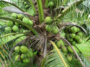 Terbitkan Perda, Halmahera Utara Ingin Bangun Industri Kelapa