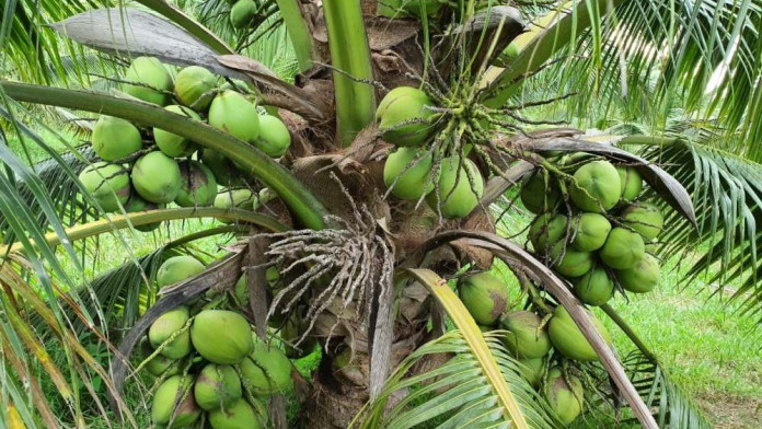Terbitkan Perda, Halmahera Utara Ingin Bangun Industri Kelapa