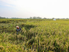 Daya Beli Petani Kaltim Melemah di Bulan Juni 2025