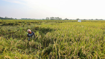 Daya Beli Petani Kaltim Melemah di Bulan Juni 2025