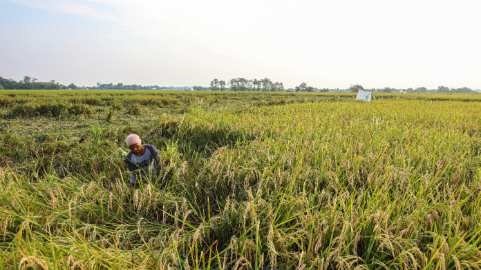 Daya Beli Petani Kaltim Melemah di Bulan Juni 2025