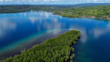 Potensi Wisata Mangrove Pulau Siberut Mentawai