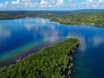 Potensi Wisata Mangrove Pulau Siberut Mentawai