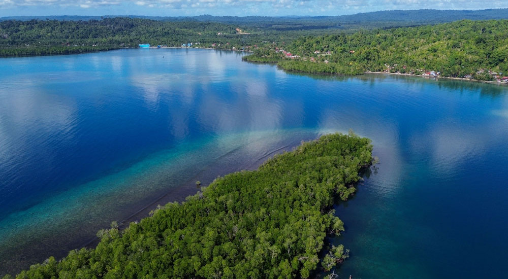 Potensi Wisata Mangrove Pulau Siberut Mentawai