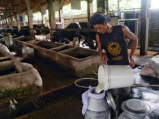 OPINI : UU Peternakan Masa Depan