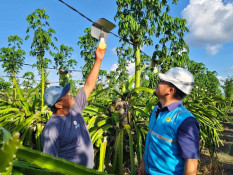 PLN Elektrifikasi 21 Ribu Lebih Petani Buah Naga di Banyuwangi