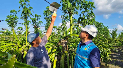 PLN Elektrifikasi 21 Ribu Lebih Petani Buah Naga di Banyuwangi