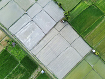 Target Pencetakan Sawah Rakyat di Sulteng