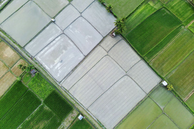 Target Pencetakan Sawah Rakyat di Sulteng