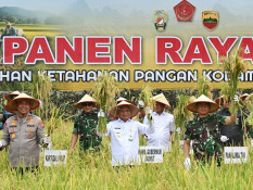 Panglima TNI Panen 80 Ha Padi di Deli Serdang, Singgung Dukungan TNI di Bidang Pangan