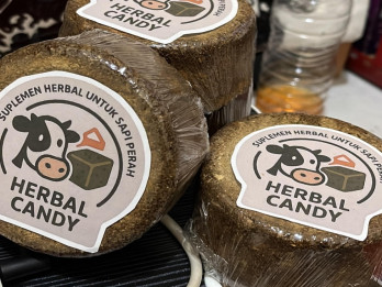 Antisipasi Wabah, Mahasiswa UMM Sulap Ampas Jamu Jadi Herbal Candy untuk Ternak