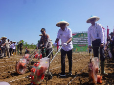 Pemkab Sumedang dan Polda Jabar Tanam Jagung di Lahan Perhutanan Sosial 70 Hektare