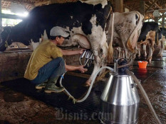 PTPN I dan Farm Fresh Nusantara Bakal Bangun Peternakan Sapi Perah di Garut