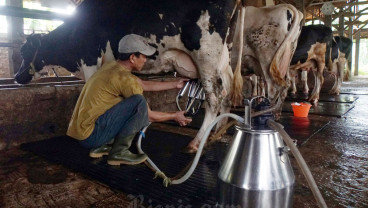 PTPN I dan Farm Fresh Nusantara Bakal Bangun Peternakan Sapi Perah di Garut