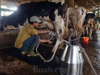 PTPN I dan Farm Fresh Nusantara Bakal Bangun Peternakan Sapi Perah di Garut